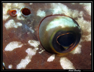 l'oeil du mérou... by André Bruchez 